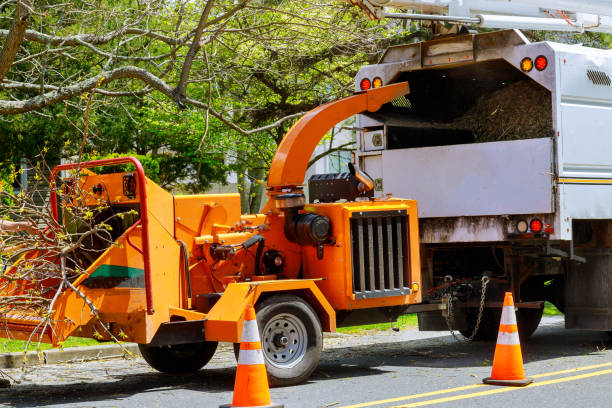 Best Tree Disease Treatment  in Center Hill, FL